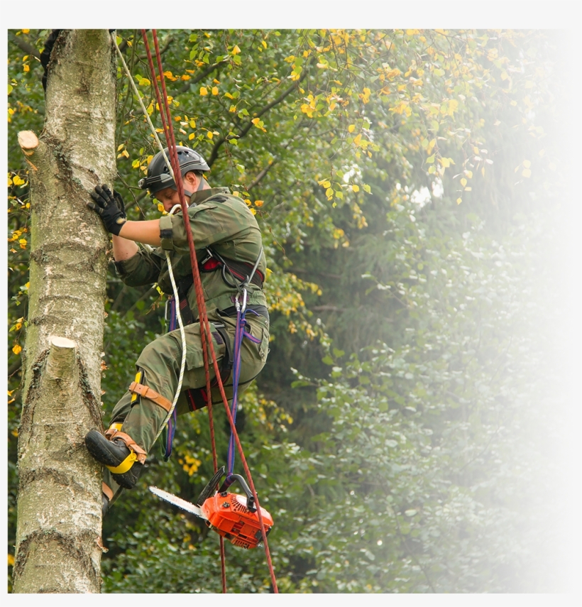 Stump Grinding In Dumfriesshire - N B Landscapes And Garden Maintenance, transparent png download