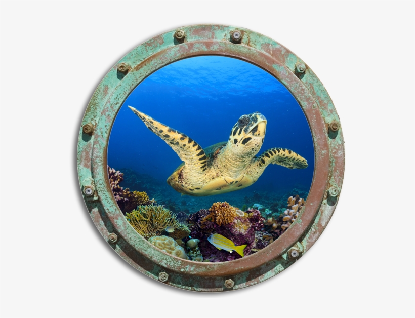 Kemp's Ridley Sea Turtle, transparent png download