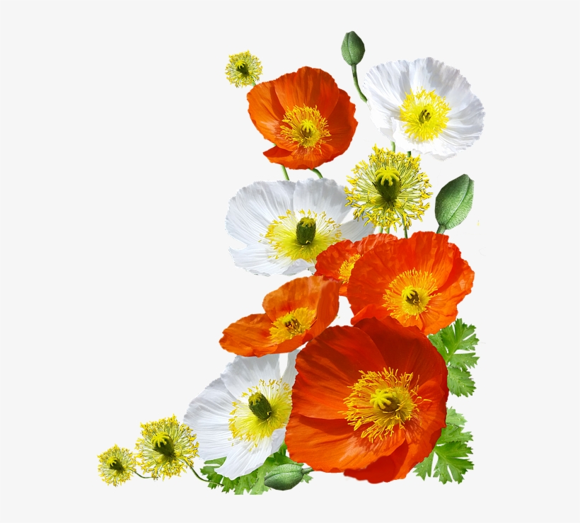 Poppies Png - Iceland Poppy Png, transparent png download