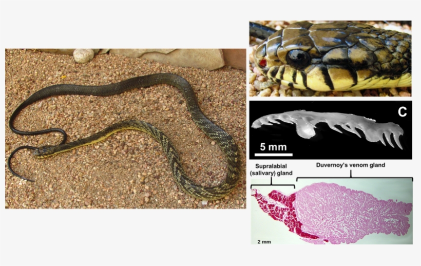 Janet Essman Franz Uvmcnhsjanet Twitter Heres One - Python, transparent png download