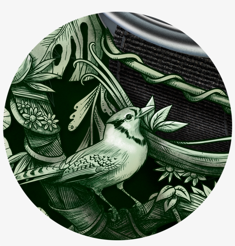 Detalhe / Detail - Piciformes, transparent png download