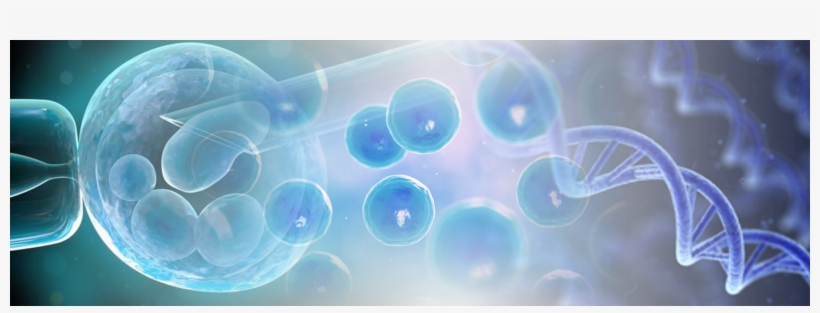 Time Magazine Article On Ubi - 14 Day Rule Embryo, transparent png download