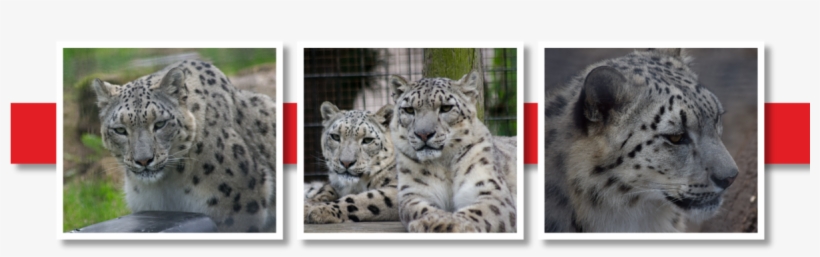 Snow Leopards Colwyn Bay - Snow Leopard, transparent png download