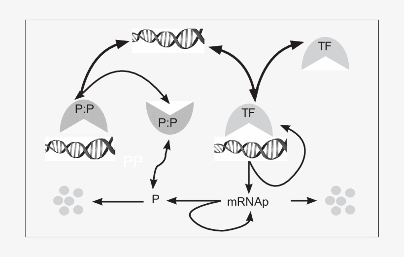 Cartoon Of A Self-regulating Gene Expression Network PNG Image ...
