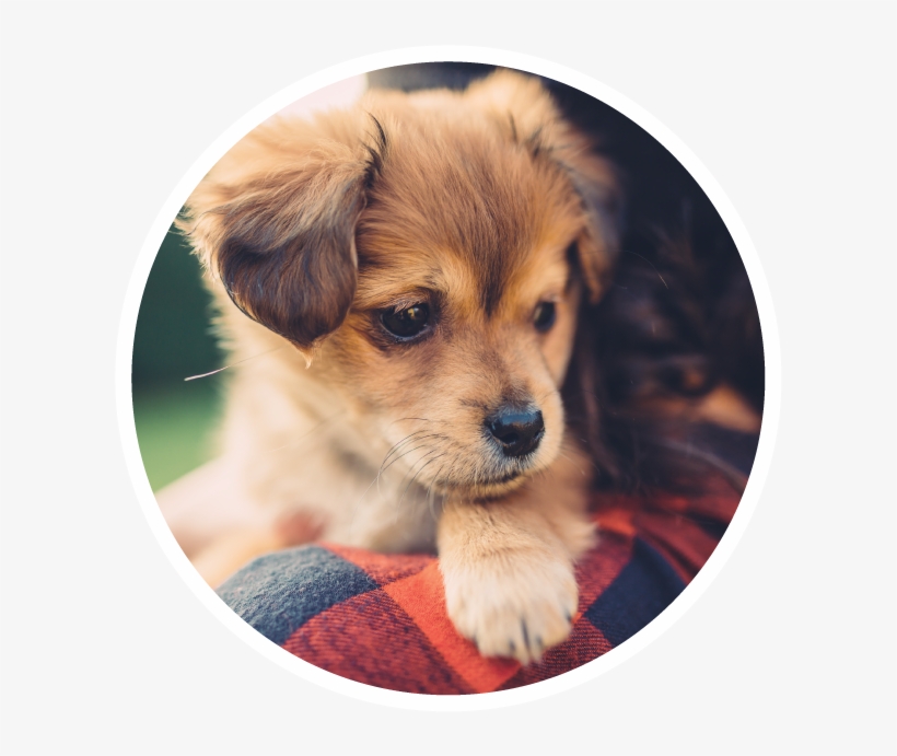 Pet Friendly - Companion Dog, transparent png download