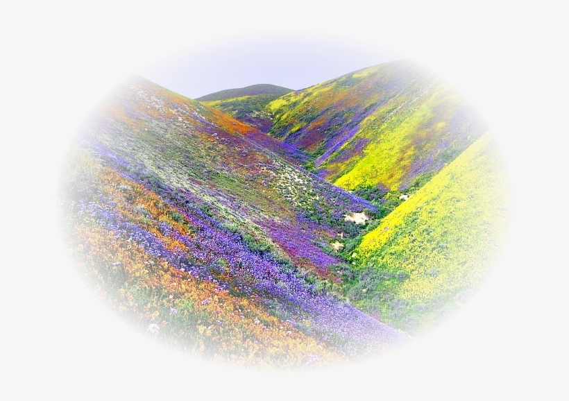 Misted De Paisajes En Formato Png - Valley Of Flowers Uttaranchal, transparent png download