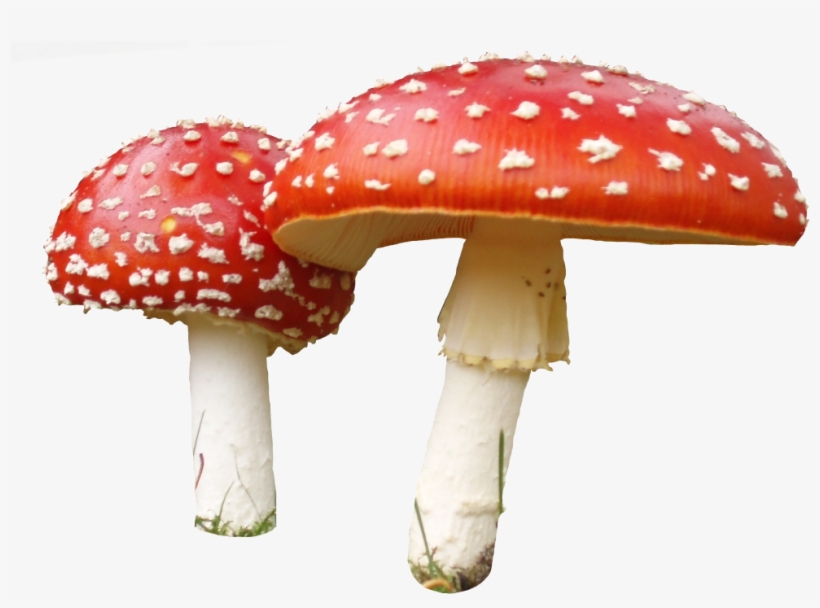 Transparent Background Mushroom Png, transparent png download