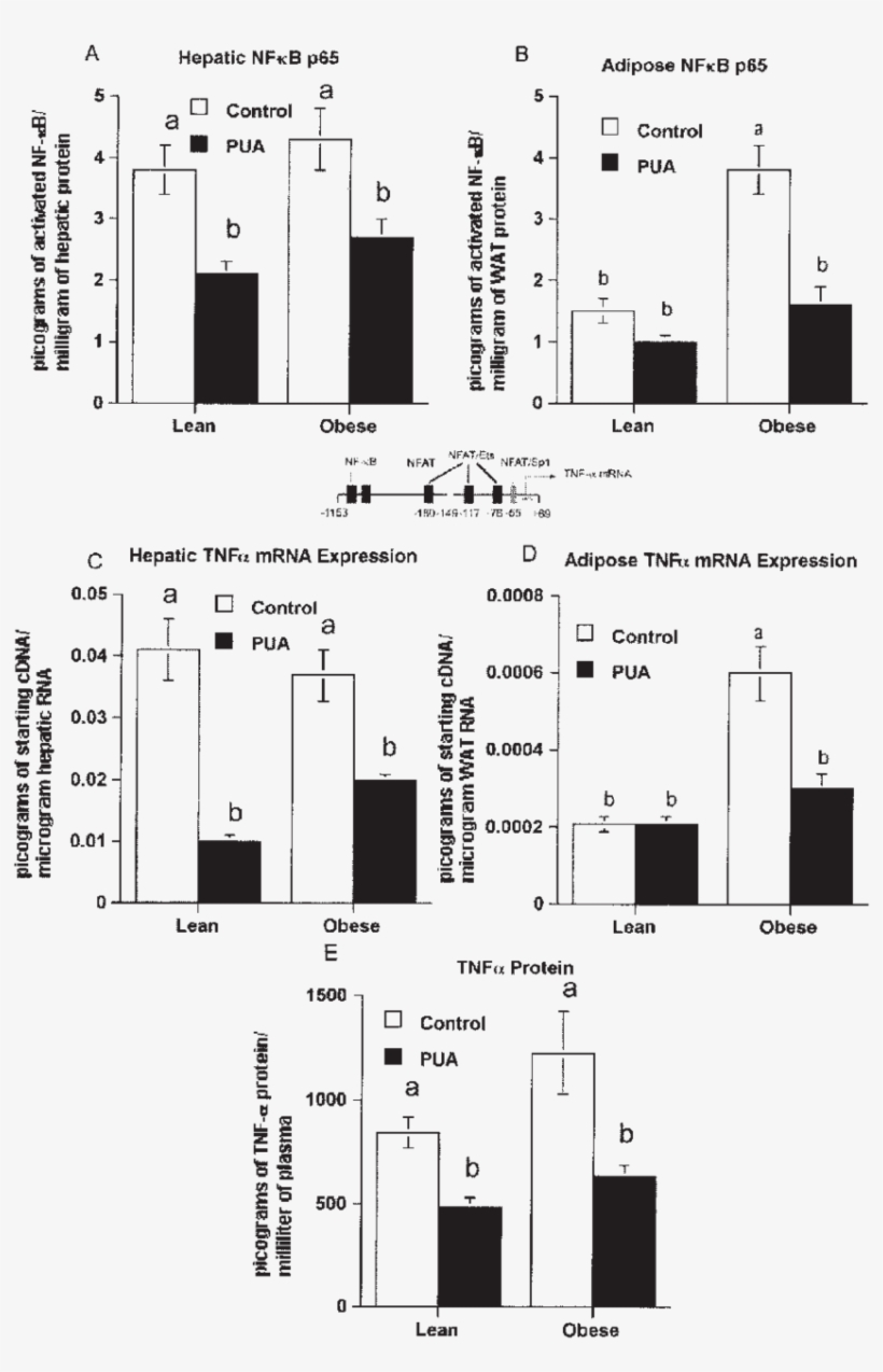 Punicic Acid Modulates Mrna Expression Of Tumor Necrosis - Diagram, transparent png download