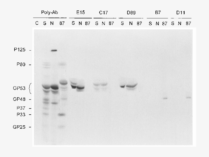 Immunoprecipitation Of Bvdv 87-2552 , Nadl (n), And - Monochrome, transparent png download