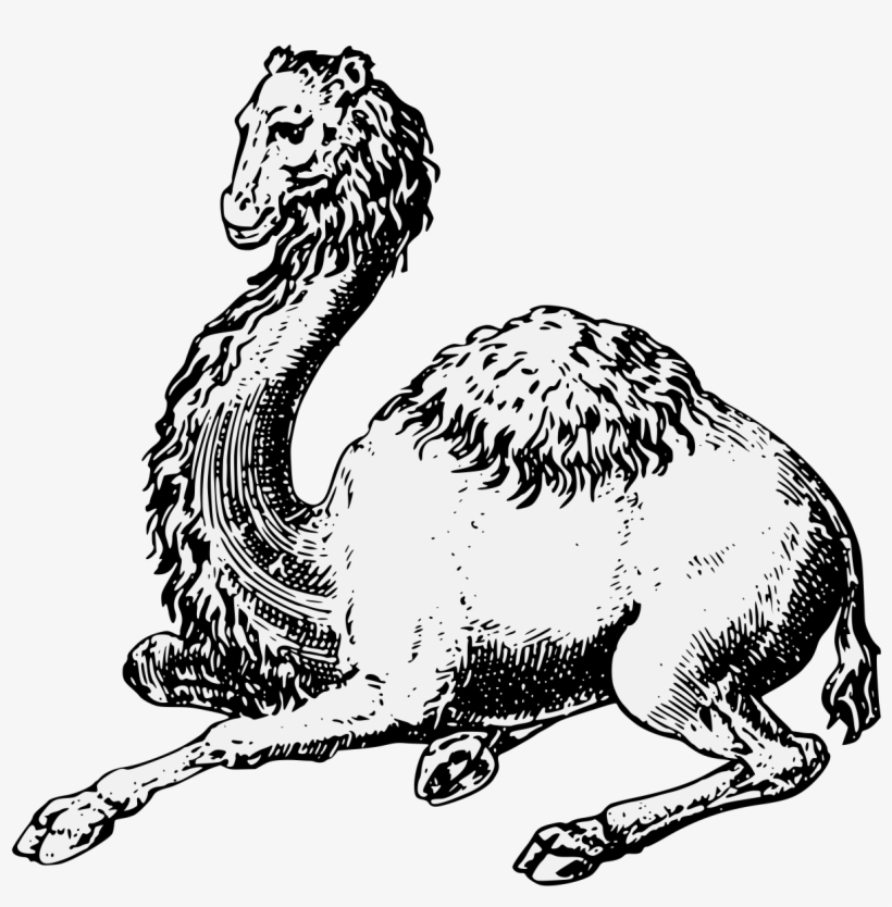 Camel Couchant - Illustration, transparent png download