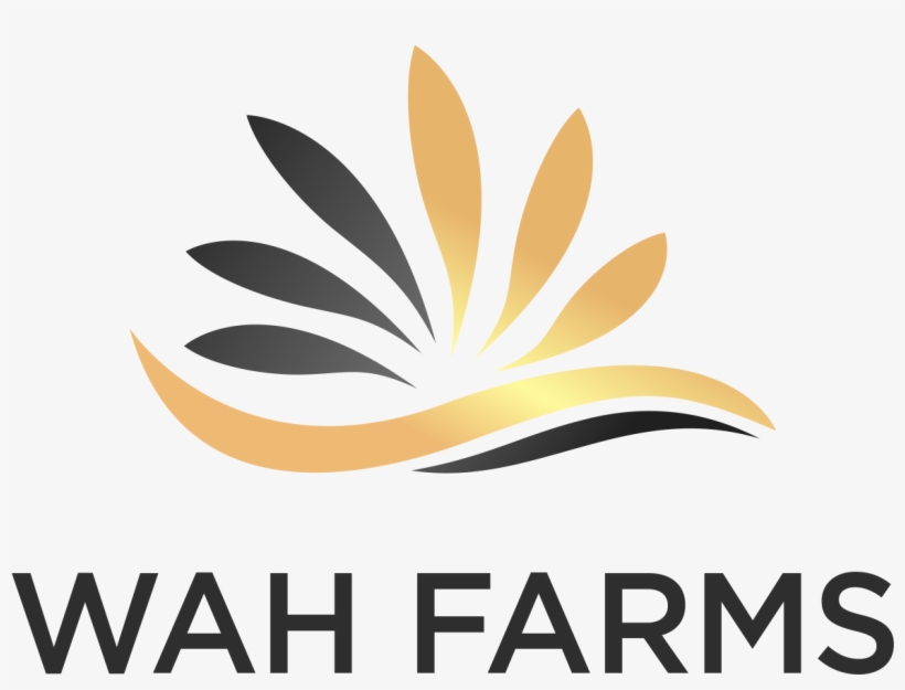 Magento Commerce - Graphic Design, transparent png download