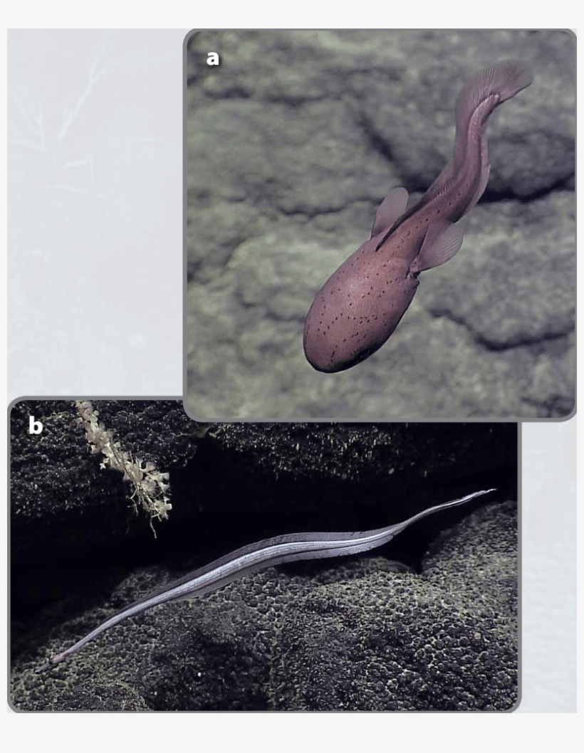 Two Examples Of Unusual Fishes Observed During The - Underwater, transparent png download