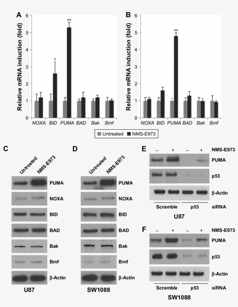 Puma Is Induced By Nms E973 In Glioblastoma Cells - Diagram, transparent png download
