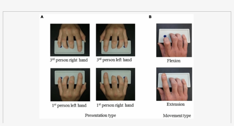 Presentation Types - Ring, transparent png download