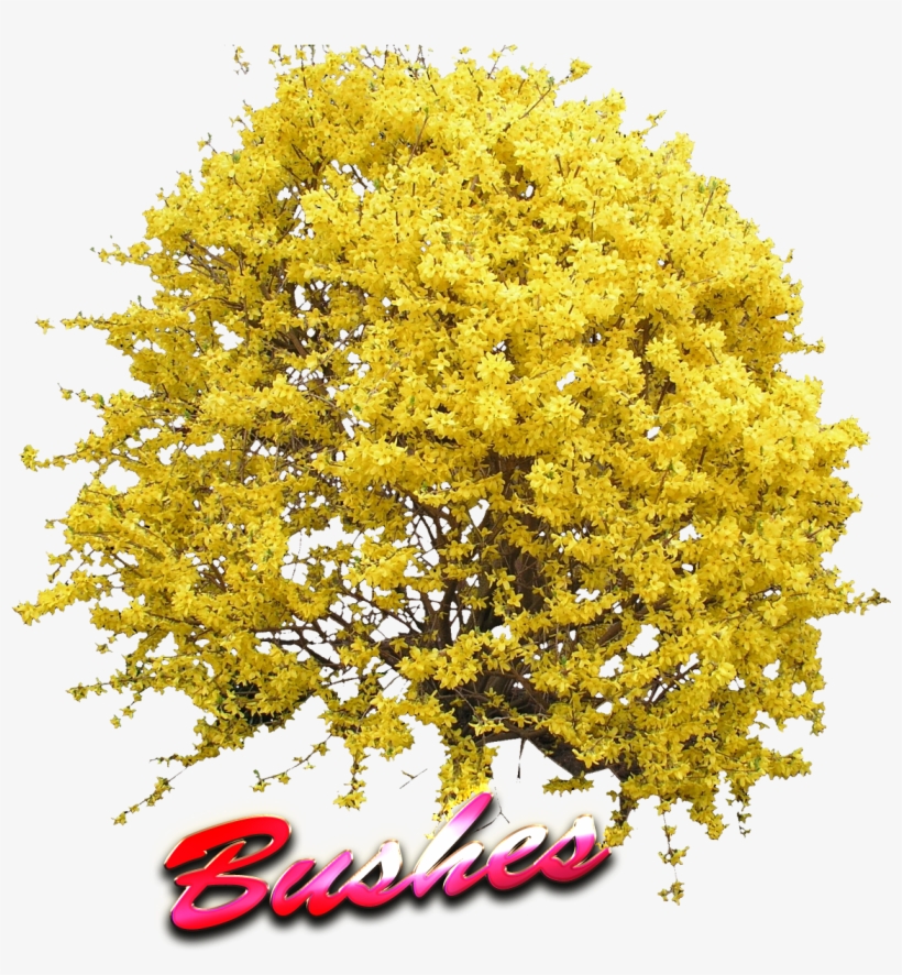 Yellow Bush Png, transparent png download