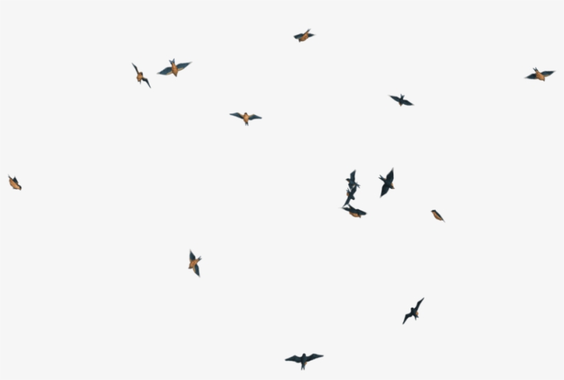 Free Png Download Flying Birds Transpareng Png Images - Transparent Fly Bird Png, transparent png download