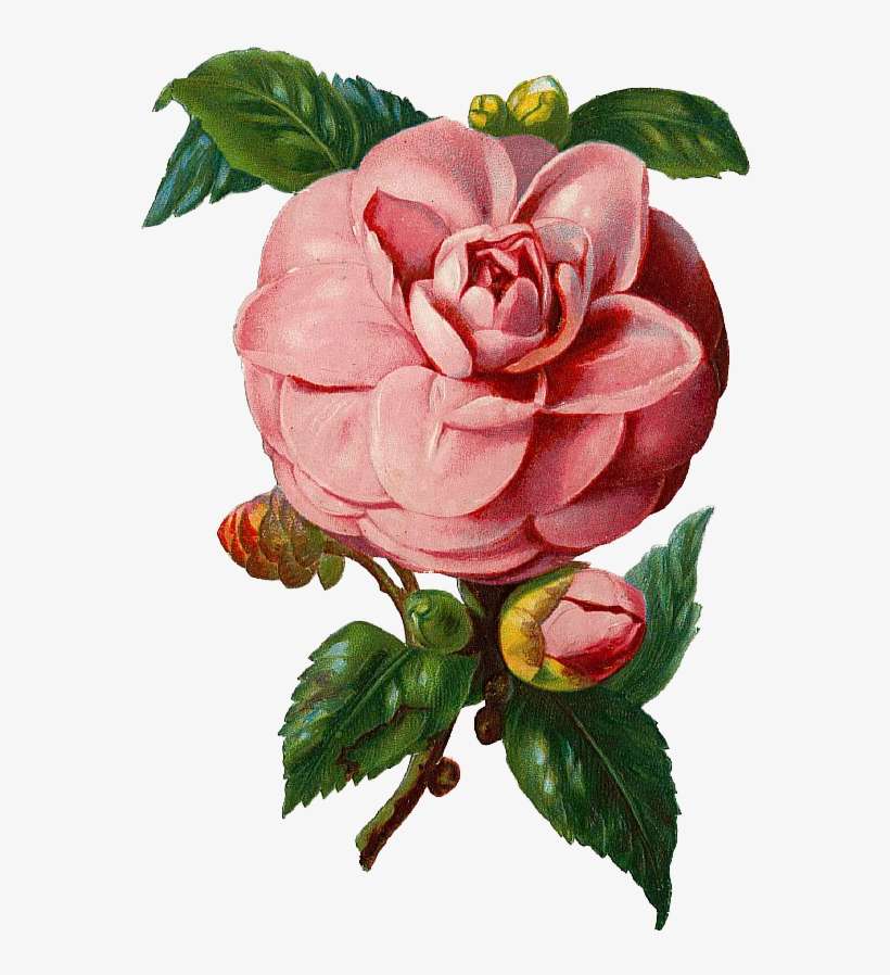 Free Vintage Pink Rose Graphic - Vintage Rose Vector Png, transparent png download