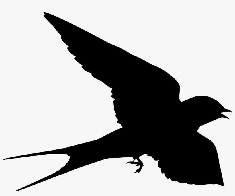Barn Swallow Overview, All About Birds, Cornell Lab - Swallow Shape, transparent png download