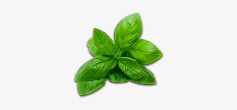 Exotic Basil Royalty Free Stock - Basil Png, transparent png download
