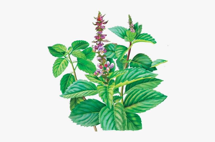 Alvita - Herbal Holy Basil Tea Organic - 24 Tea Bags, transparent png download