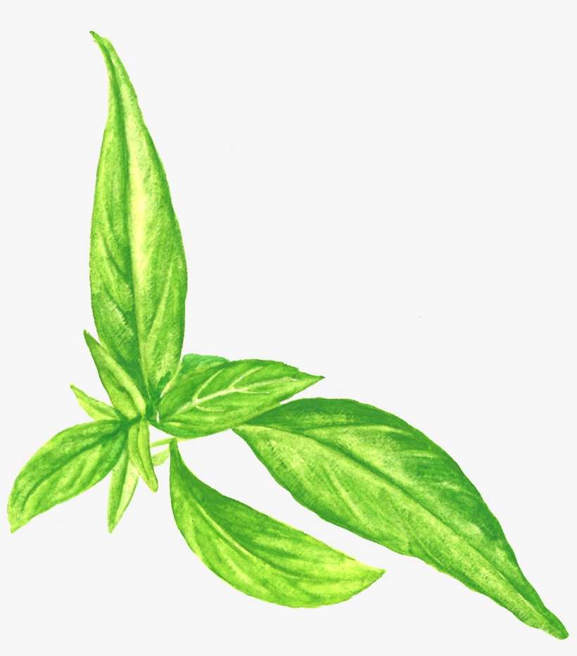 Andrographis Paiculata 1 - Archive, transparent png download