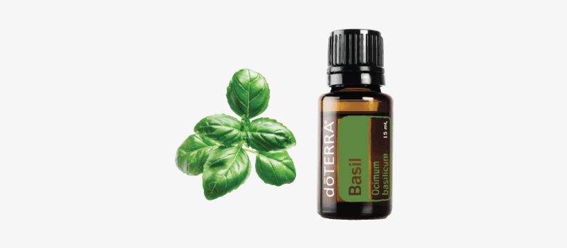 Basil Has A Warm, Spicy, Yet Herbal Aroma Known To - Melaleuca Essential Oil 100% Pure Alternifolia Tea, transparent png download