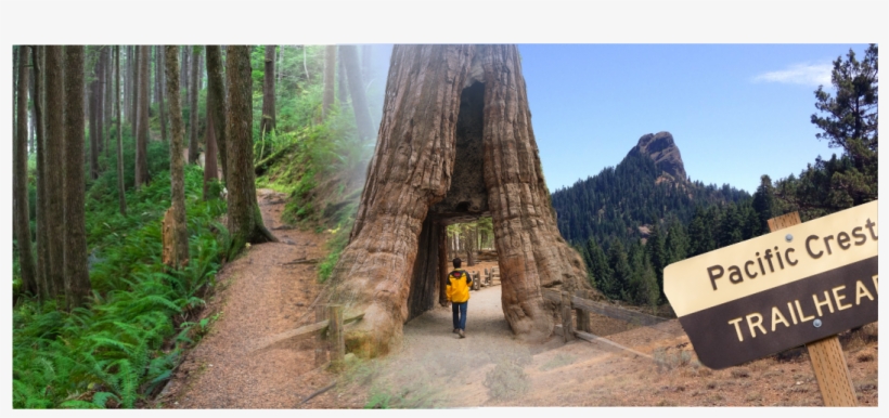 Hiking - Mariposa Grove, transparent png download