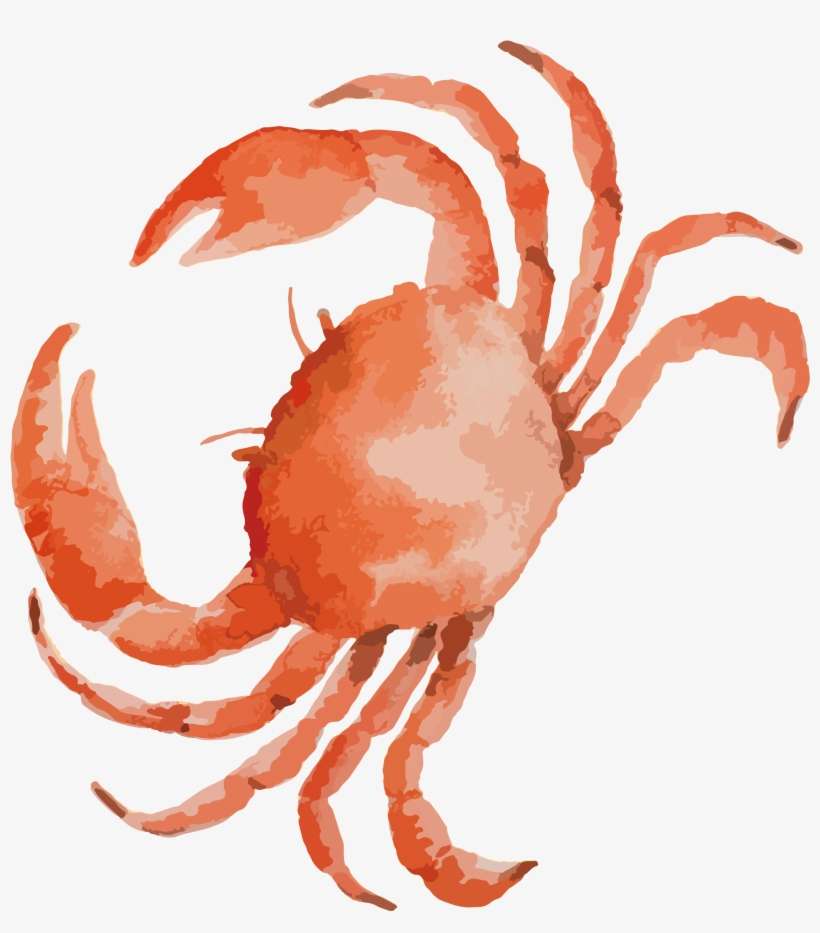 Clipart Black And White Library Dungeness Drawing At - Crab Drawing, transparent png download