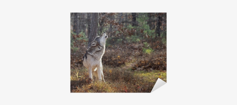 Wolf, transparent png download