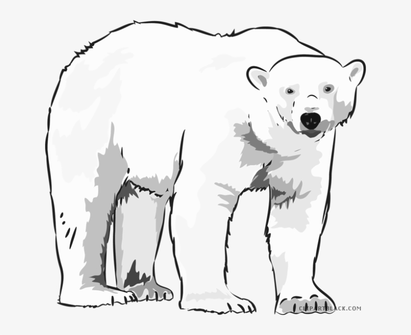 Polar Bear Clipart - White Polar Bear Clipart, transparent png download