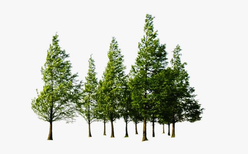 Forest Png File Download Free - Tree Forest Png, transparent png download