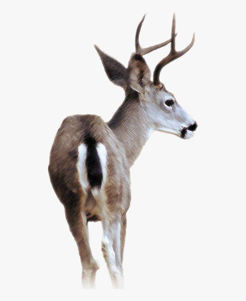 Blacktail Deer - Black Tailed Deer Transparent, transparent png download