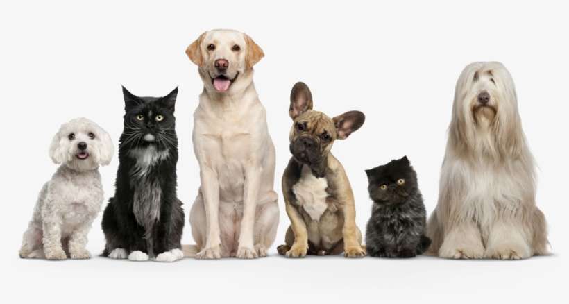 International Mastersite/after Sales/on The Way/driving - Dogs And Cats Png, transparent png download