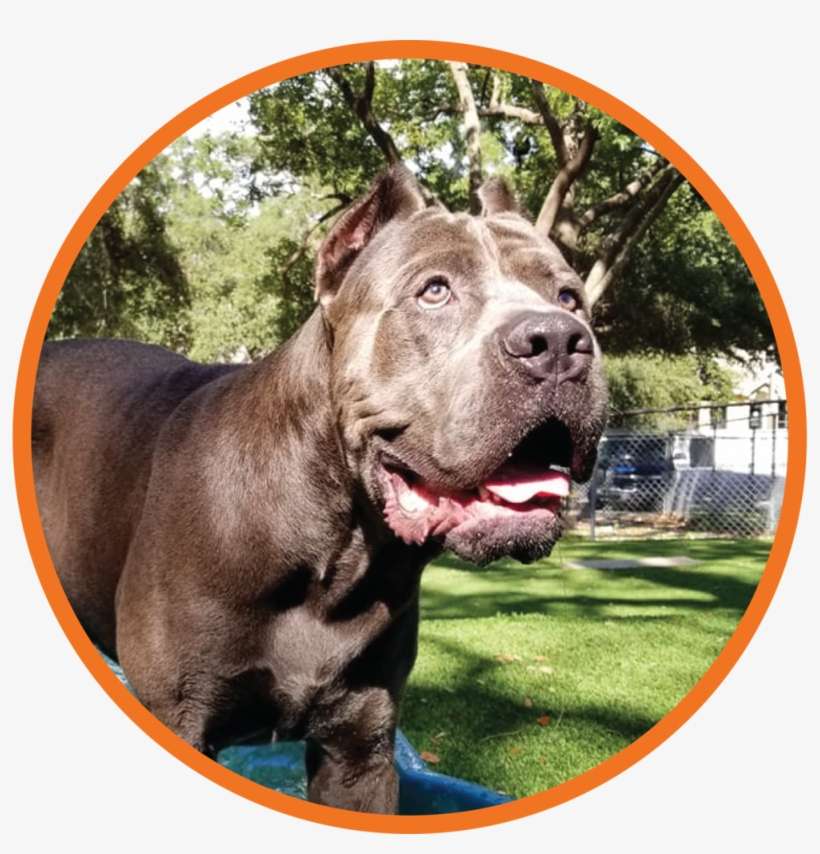 Website Gc Test Graphic - Dog Yawns, transparent png download