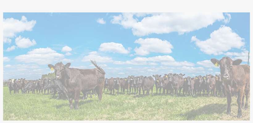 Grandin Livestock Handling Systems, Inc - Dairy Cow, transparent png download