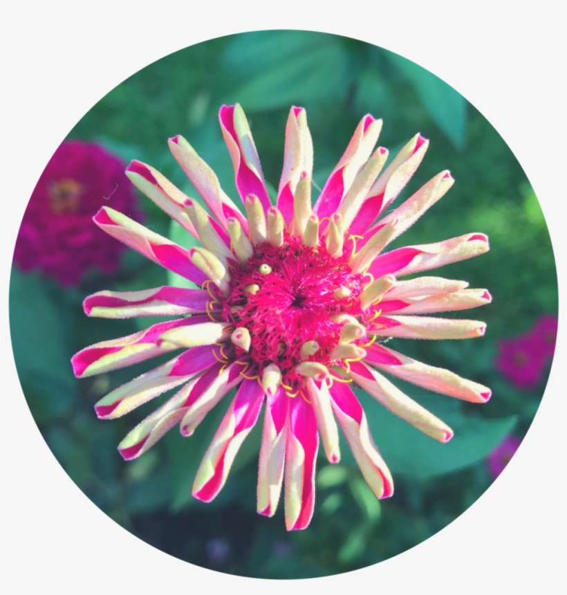 Round Flower 4 - Common Zinnia, transparent png download