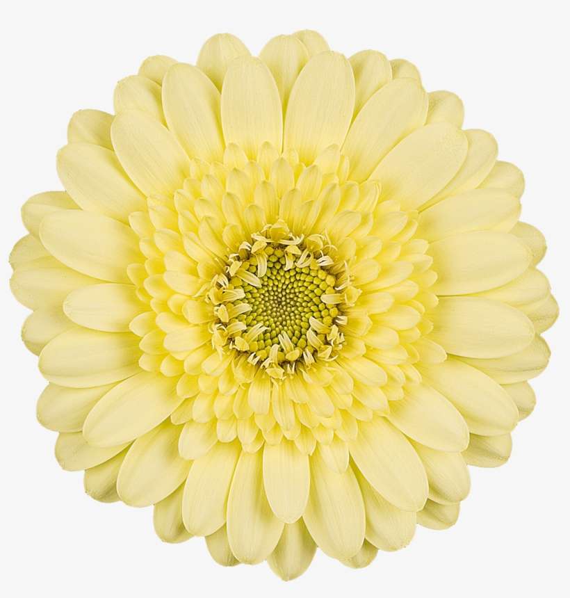 Free Flower Fridays On Facebook - Barberton Daisy, transparent png download