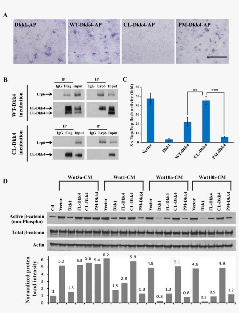 Cell Surface Binding Assays For Different Dkk4 Isoforms - Diagram, transparent png download