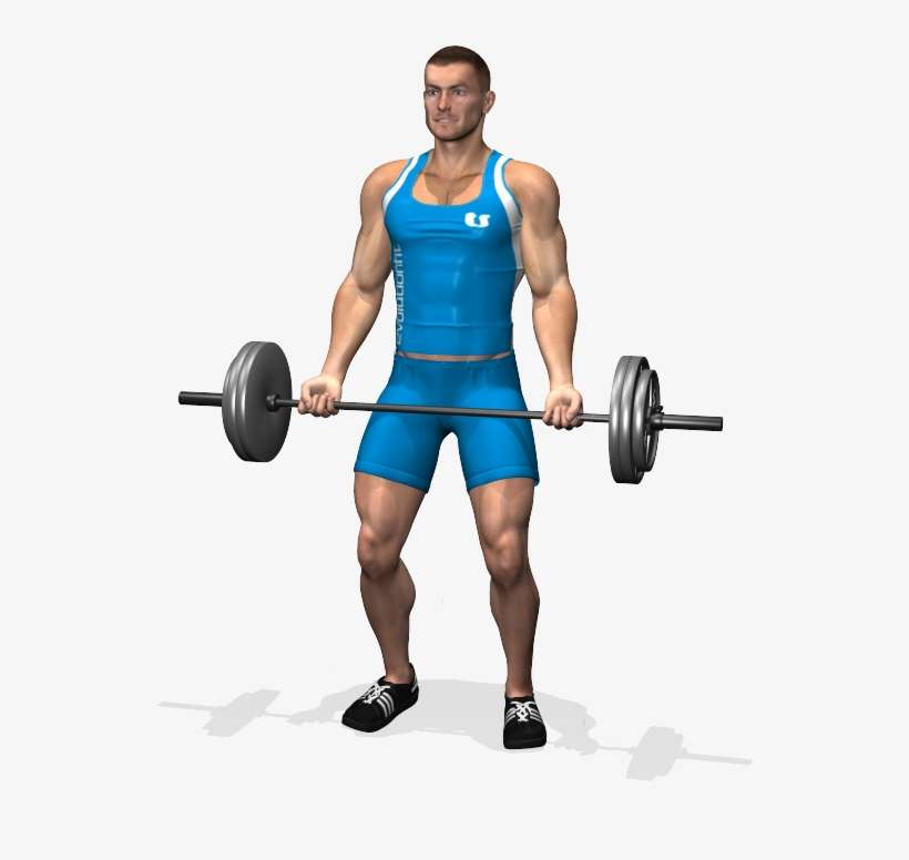 Barbell Curl Involved Muscles During The Training Biceps - Hammer Bar Bicep Curl, transparent png download
