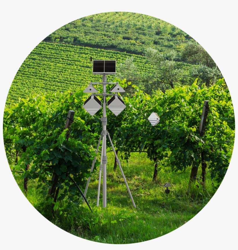 Top Features Of Smartvineyard™ Devices - Tree, transparent png download