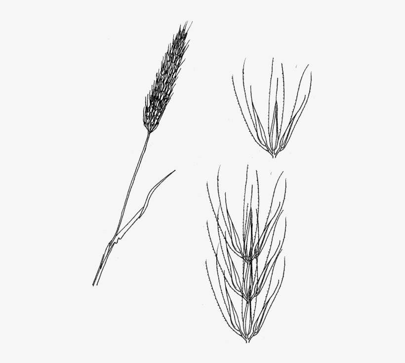 Groups Of 3 Spikelets Attached Together On A Short - Sketch, transparent png download