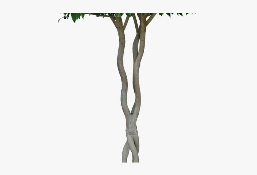 Plants Png Transparent Images - Root, transparent png download