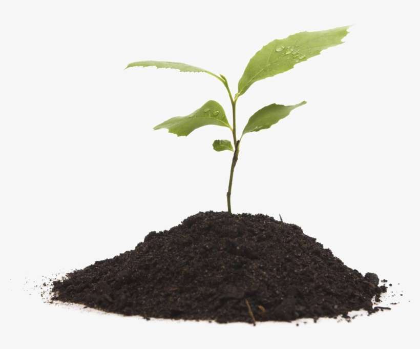 Growing Plant Transparent Background - Renewable Energy, transparent png download