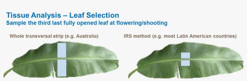 Soil And Leaf Tissue Analysis In Banana Production - Leaf Tissue Analysis, transparent png download