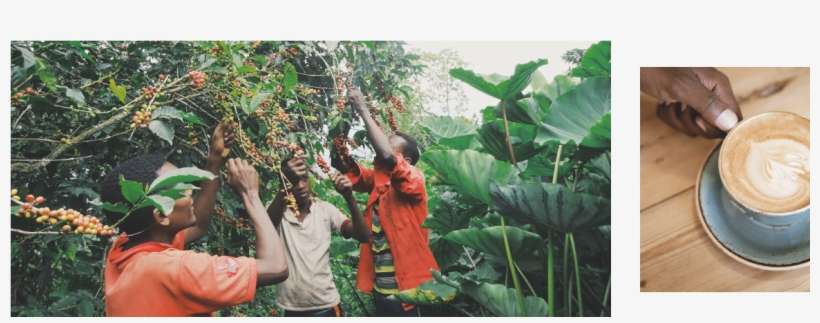 By Cutting Out Many Middle-men , We Use The Resources - Plantation, transparent png download