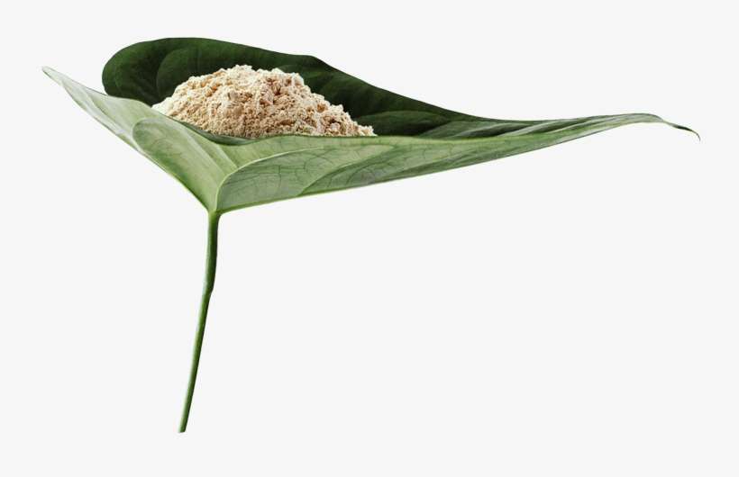 Leaf - Pongal, transparent png download