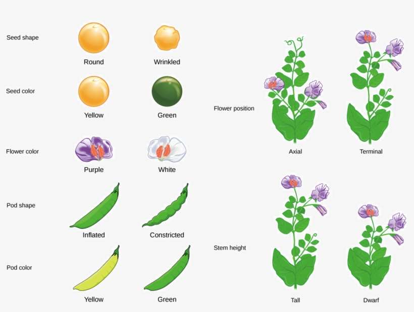 Seven Characteristics Of Mendel's Pea Plants Are Illustrated - Mendel's Peas, transparent png download