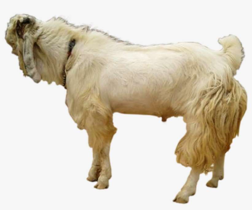 Himpunan Peternak Kambing Boer Indonesia Cabang Jawa, transparent png download