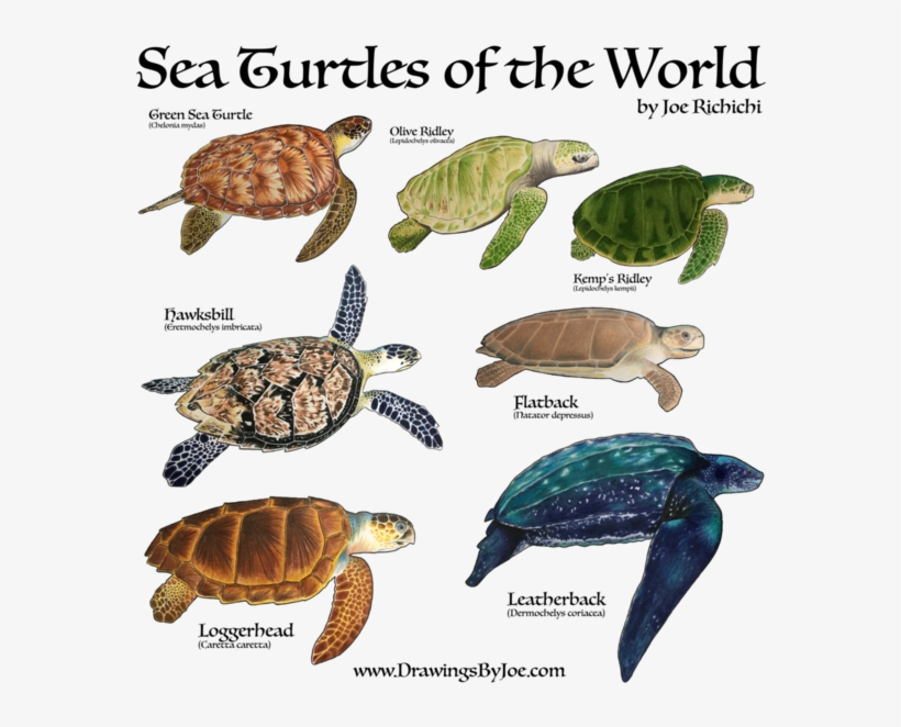 Sea Turtles Of The World Sweatshirt, transparent png download