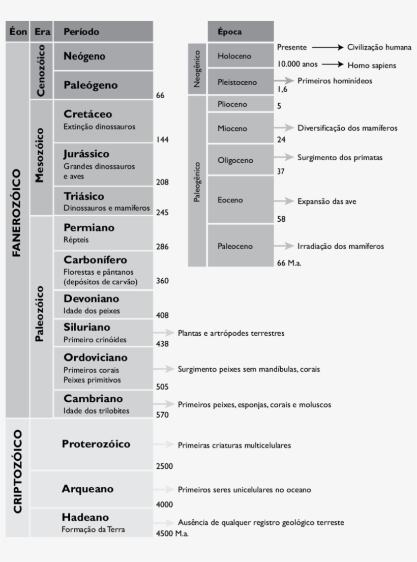 Lonha Do Tempo - Linha Do Tempo Evolução Biologia, transparent png download